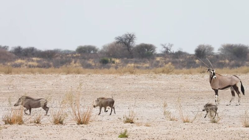 BOTSWANA Safari