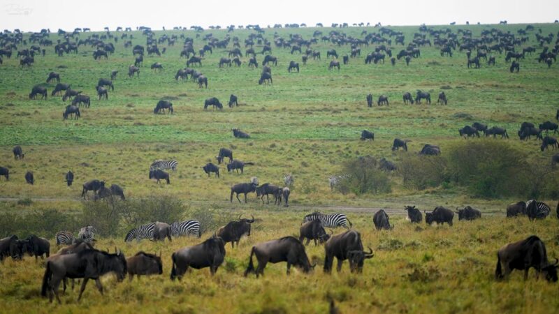 Serengeti National Park, Tanzania Wildlife