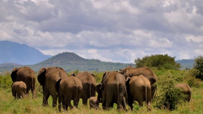 Uganda Elephants
